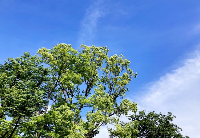 緑と青空